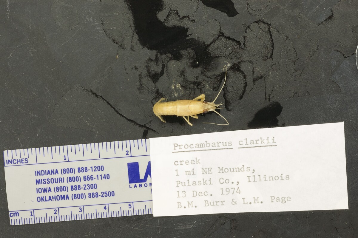 Procambarus clarkii image